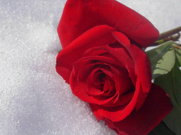 roseinsnow.jpg